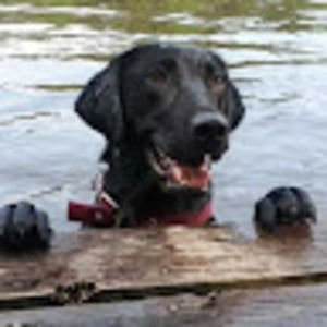 Meet your Posher, Barbara